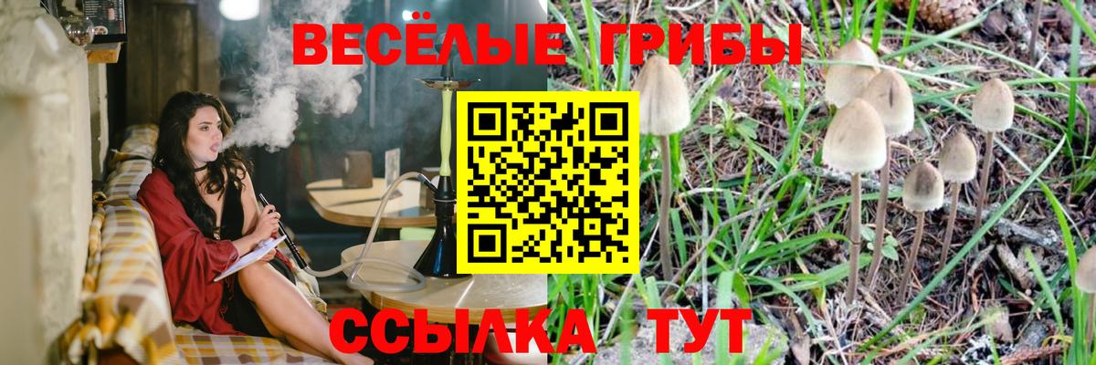 Тимашёвск  Галлюциногенные грибы Psilocybe  Вход с VPN 
