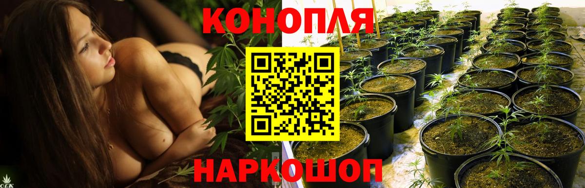 Каннабис OG Kush Тимашёвск